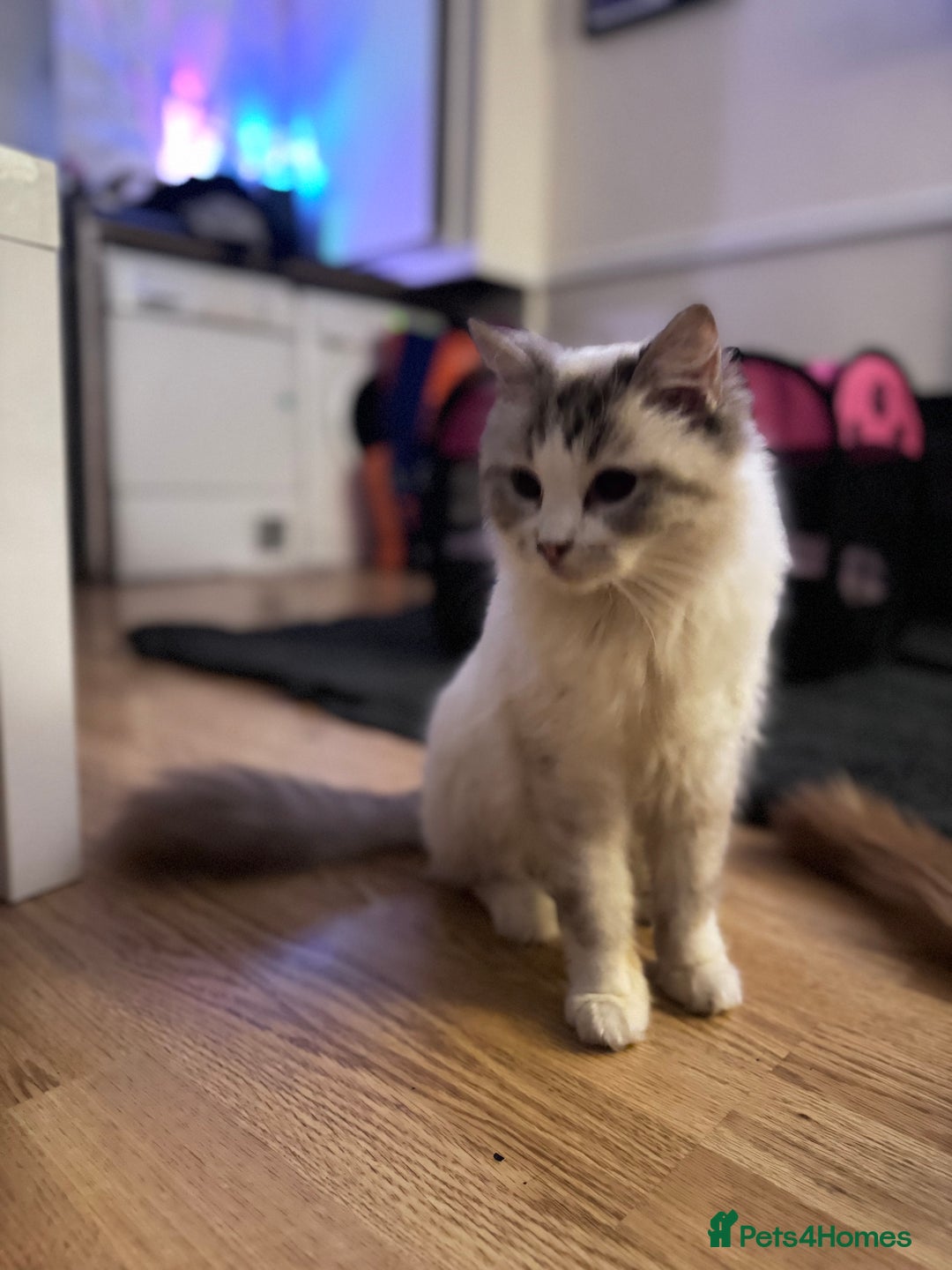 Ragdoll cats for sale: 🌙 Grey Ghost Kittens🎃 – Ragdoll × Tabby 🐾 - Image 34