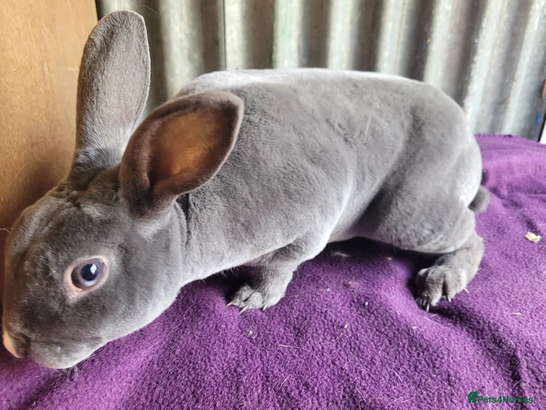 Rex rabbits for sale: 'Snip' blue MIni Rex x Standard Rex buck - Advert 5