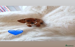 Dachshund dogs for sale: 4 beautiful puppies for sale  - Image 4