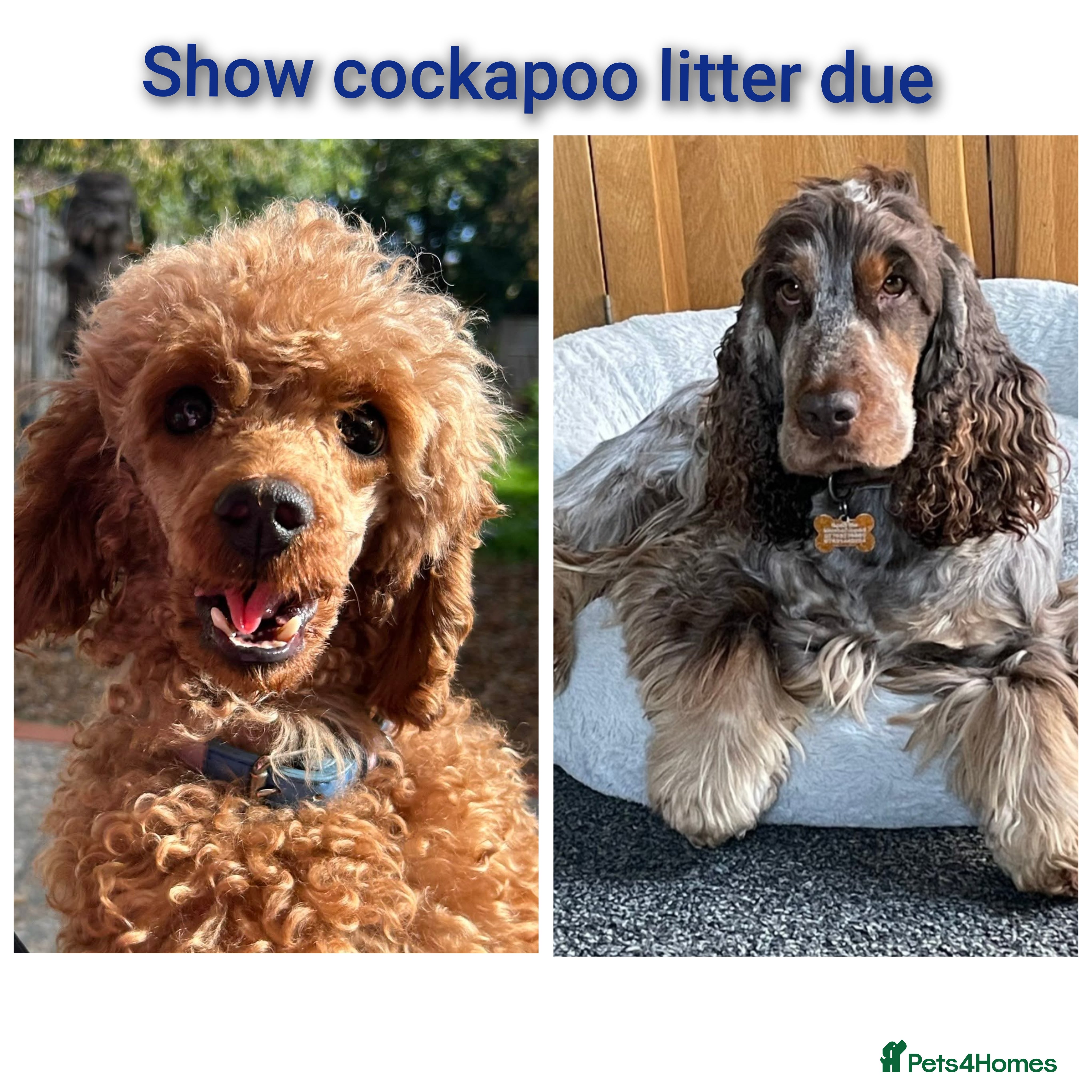 Cockapoo dogs Show cockapoo litter due 1st march  - Advert 11