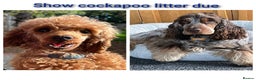 Cockapoo dogs for sale: Show cockapoo litter due 1st march  - Advert 2