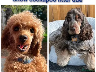 Cockapoo dogs Show cockapoo litter due 1st march - Advert 11