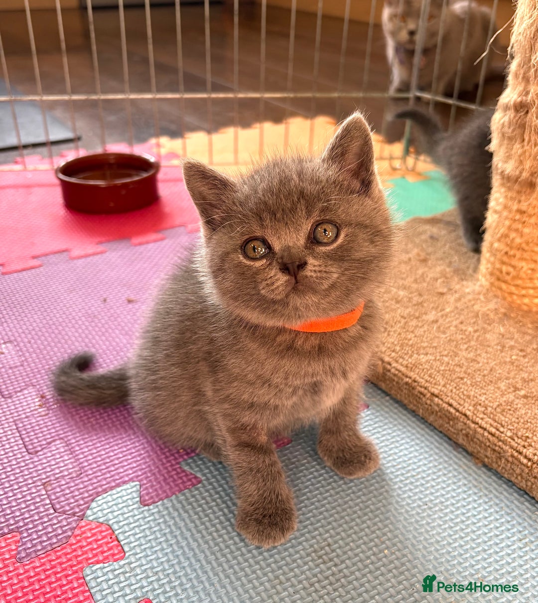 British Shorthair cats for sale: Adorable British Shorthair Kittens For Sale  - Advert 12
