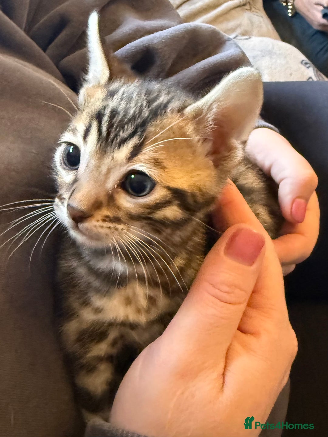 Bengal cats for sale: Bengal male kitten parents can be seen  - Advert 3