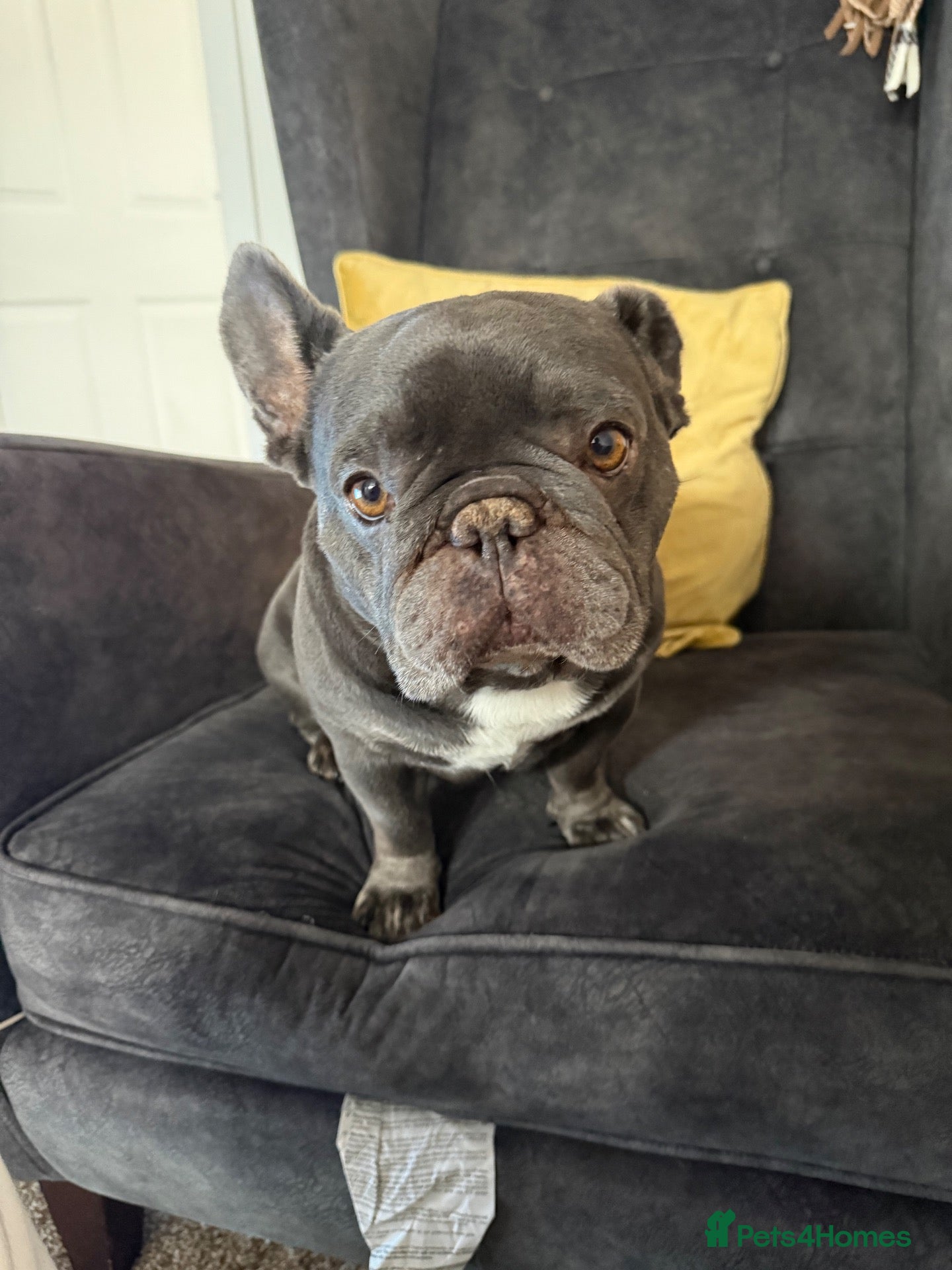 French Bulldog dogs Nearly 7 years old male French Bulldog  - Advert 1