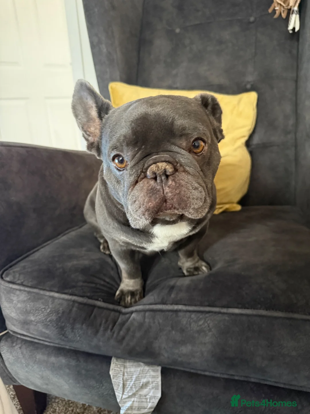 French Bulldog dogs for sale: Nearly 7 years old male French Bulldog  in Derby - Advert 1
