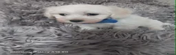 Maltese dogs for sale: BEAUTIFUL LITTLE WHITE MALTANS - Advert 10
