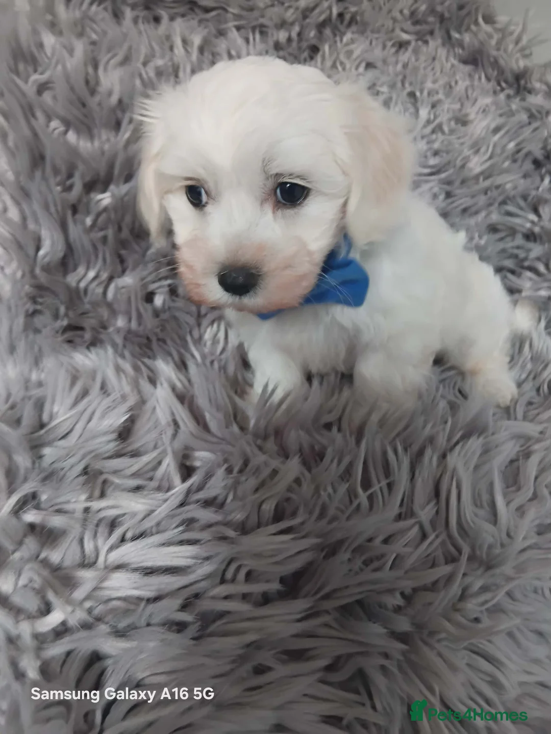 Maltese dogs for sale: BEAUTIFUL LITTLE WHITE MALTANS - Advert 10