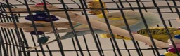 Budgerigars birds for sale: Femal and male budgies in Bristol - Advert 3