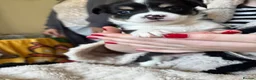 Chihuahua dogs for sale: Chihuahua Puppies For Sale! - Advert 3