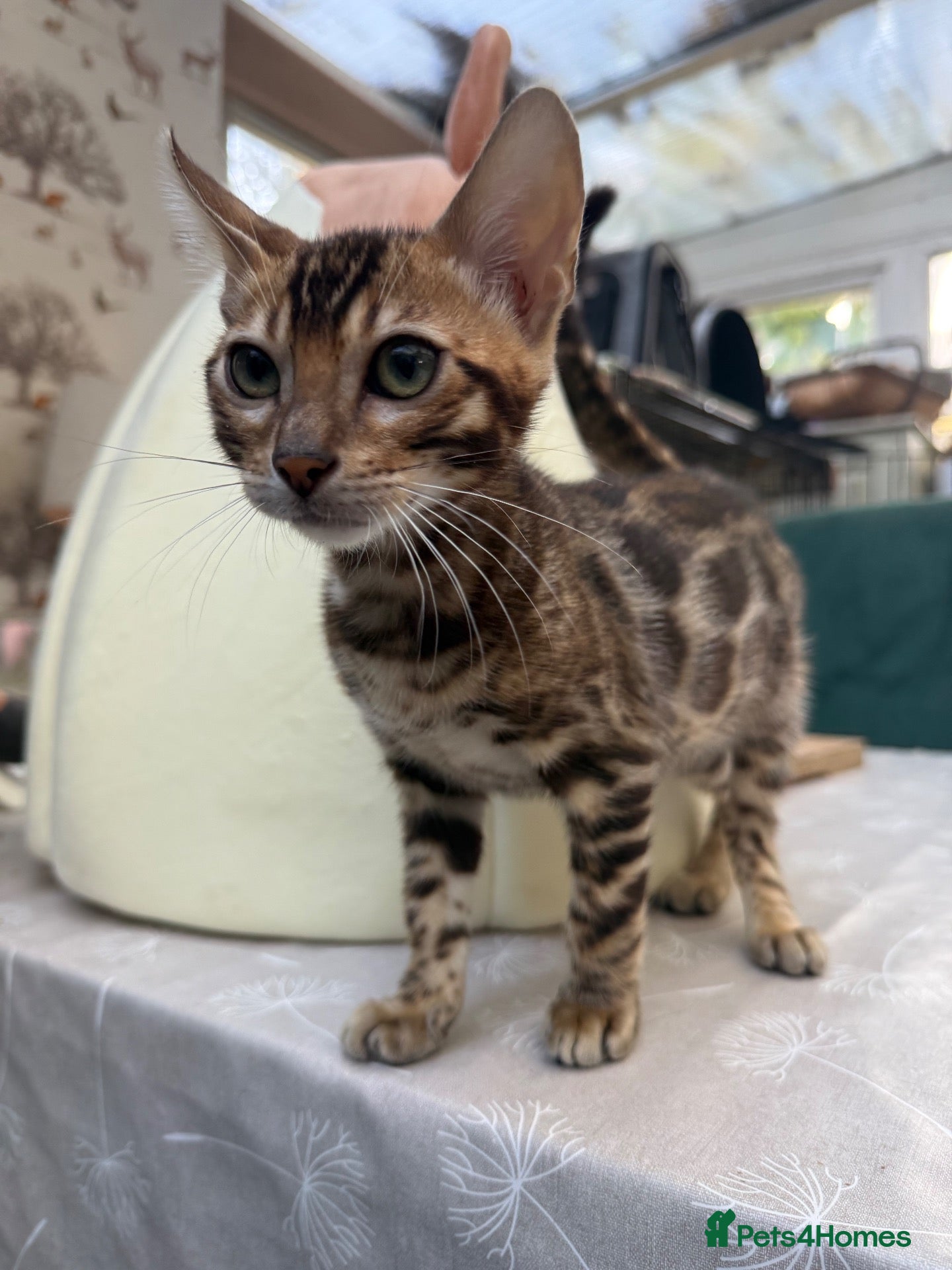 Bengal cats Stunning 🔥 Super friendly TICA Bengal Kittens - Advert 3