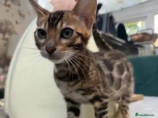 Bengal cats Stunning 🔥 Super friendly TICA Bengal Kittens - Advert 3