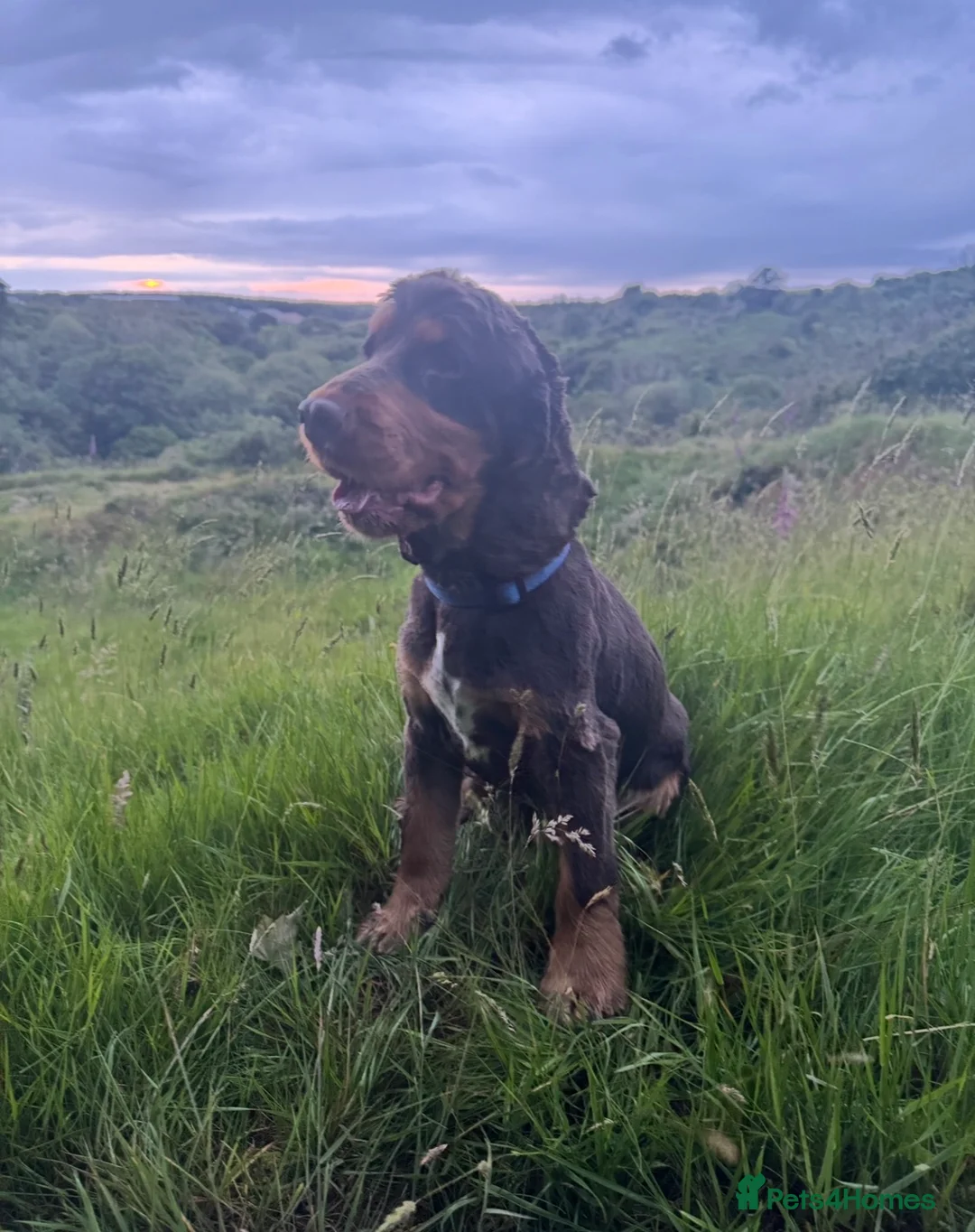 Cocker Spaniel dogs for stud: Cocker spaniel for stud in Llangefni - Advert 2