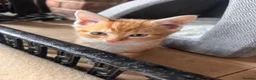 Mixed Breed cats for sale: Ginger tabby kittens  - Advert 5