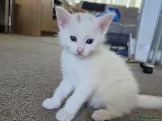 Mixed Breed cats Mix Breed Kittens - Advert 3