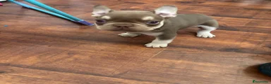 French Bulldog Puppy 2