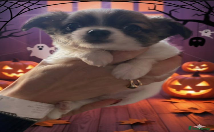 Chihuahua dogs - Advert 13