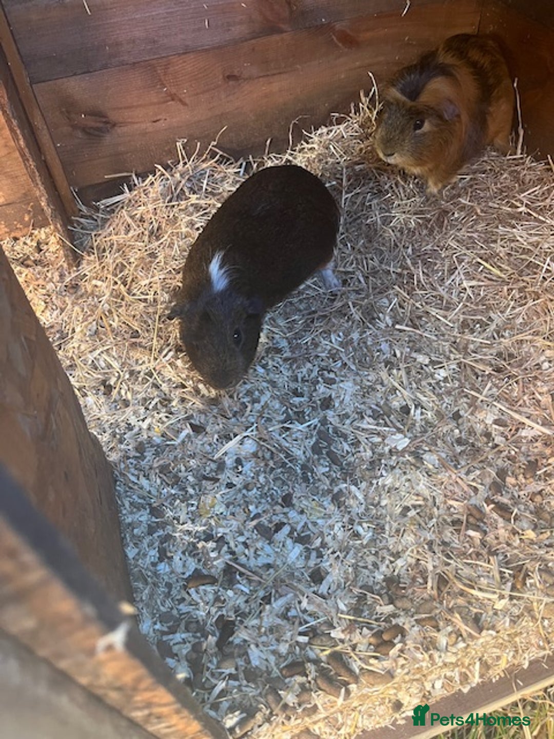 Guinea Pig rodents for sale: Pair of Guinea Pigs  - Image 3