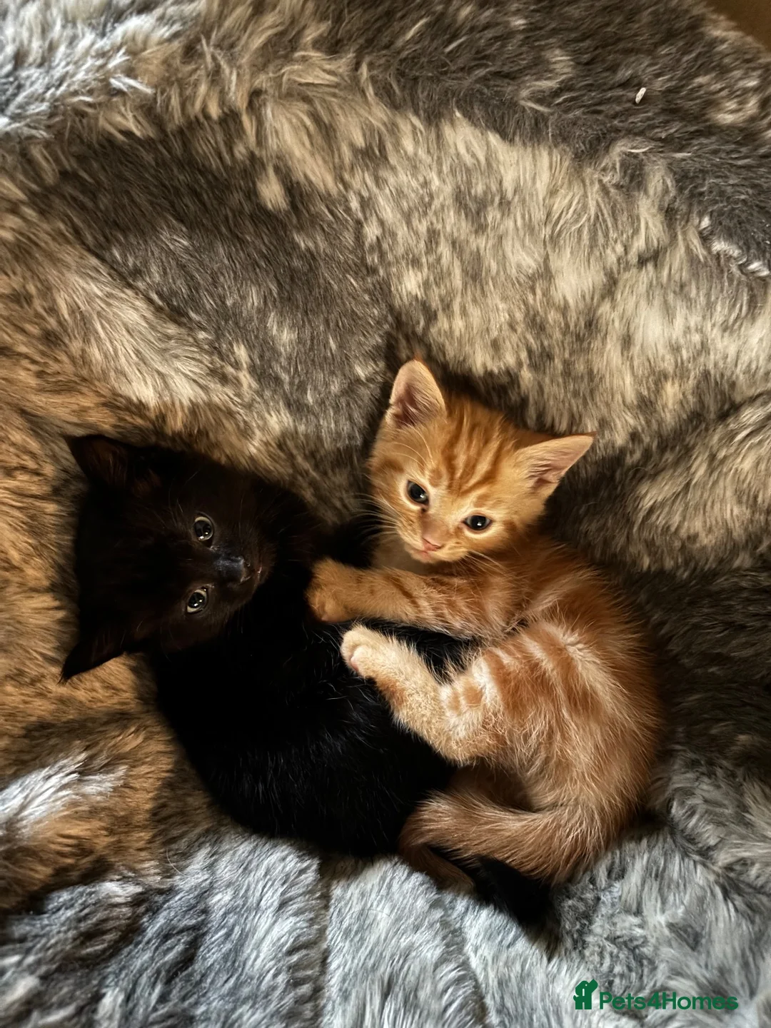 Mixed Breed cats for sale: Beautiful litter of kittens  in Exmouth - Advert 3