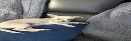 Chihuahua dogs for sale: 4 smooth coat apple head Chihuahua puppies - Advert 7