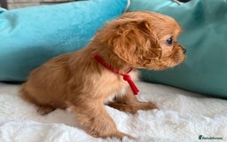 Cavalier King Charles Spaniel dogs for sale: Fully Health tested Cavalier King Charles Puppies  - Image 23