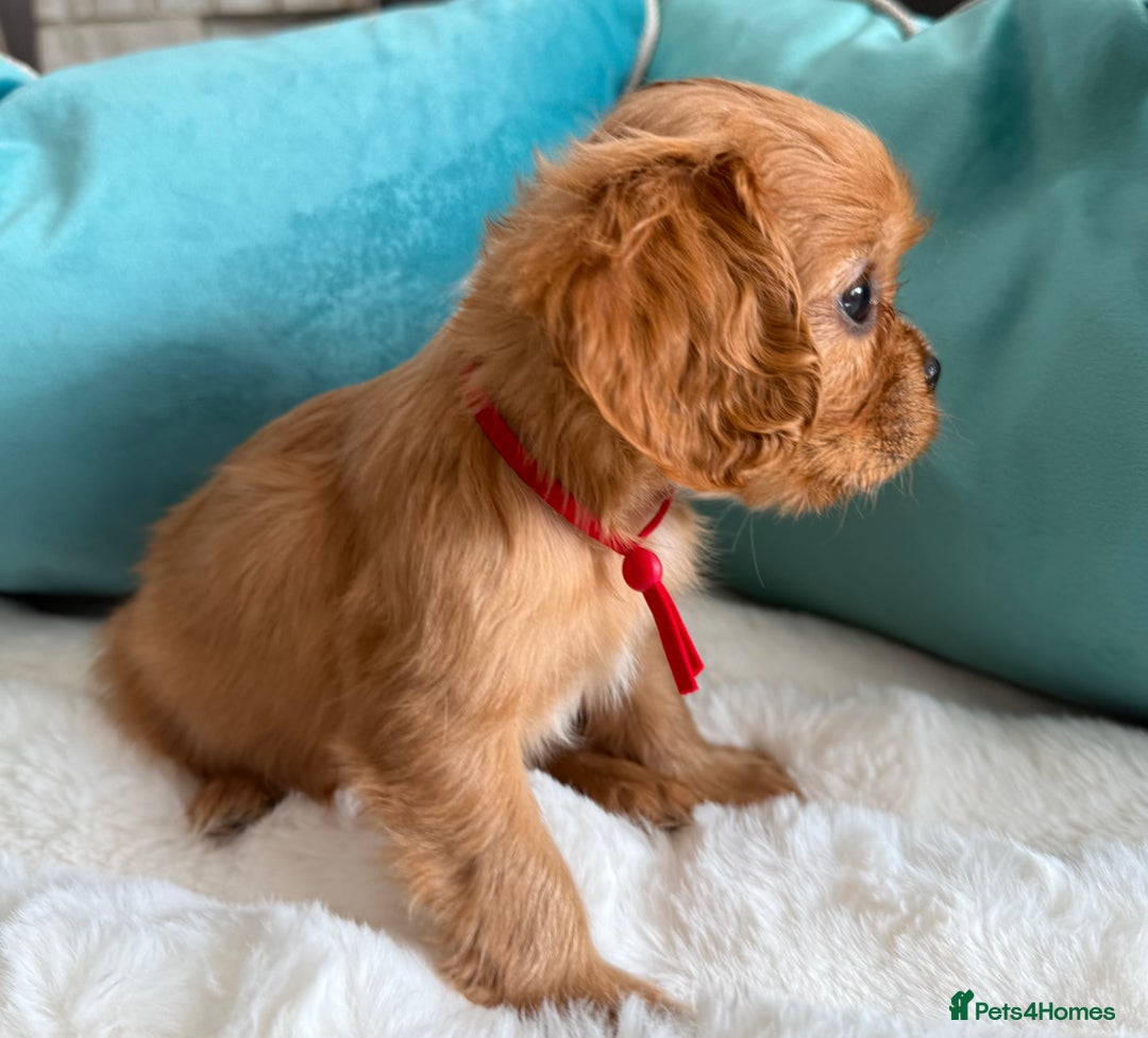 Cavalier King Charles Spaniel dogs for sale: Fully Health tested Cavalier King Charles Puppies  - Image 23