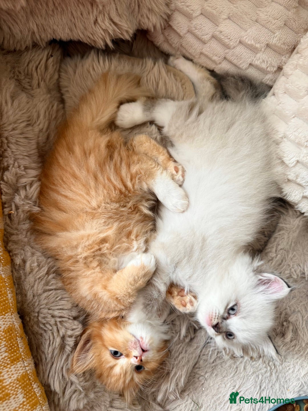 Persian cats for sale: 🐾 Curly-Haired Persian Kittens  - Image 5