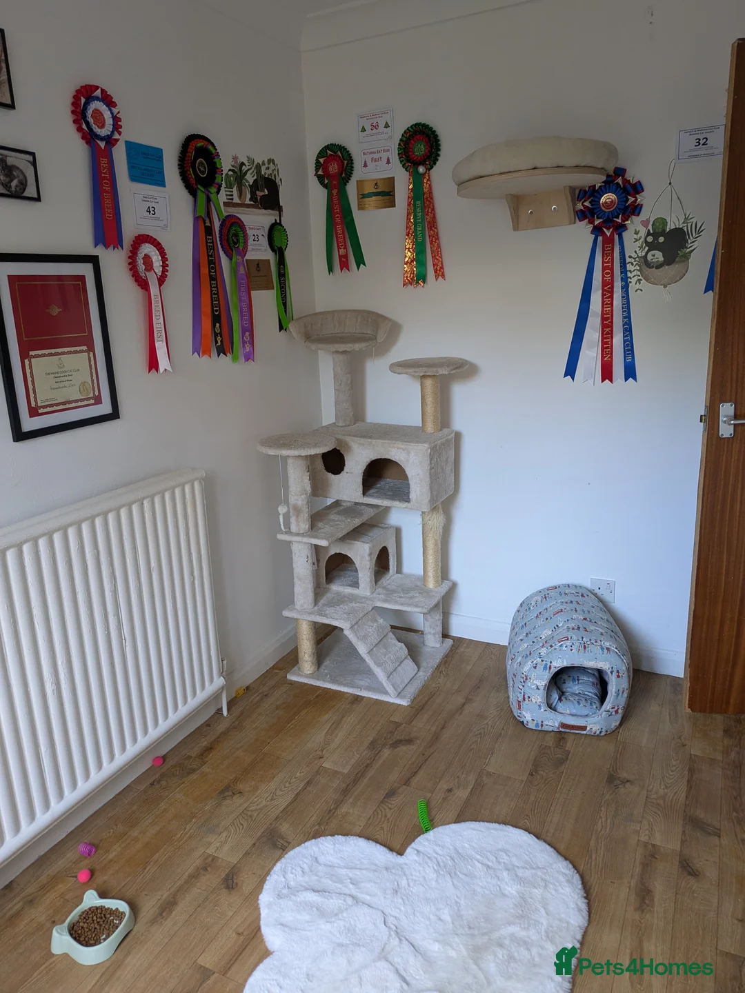 Maine Coon cats for stud: Zeus Maine-coon Stud in London - Advert 6