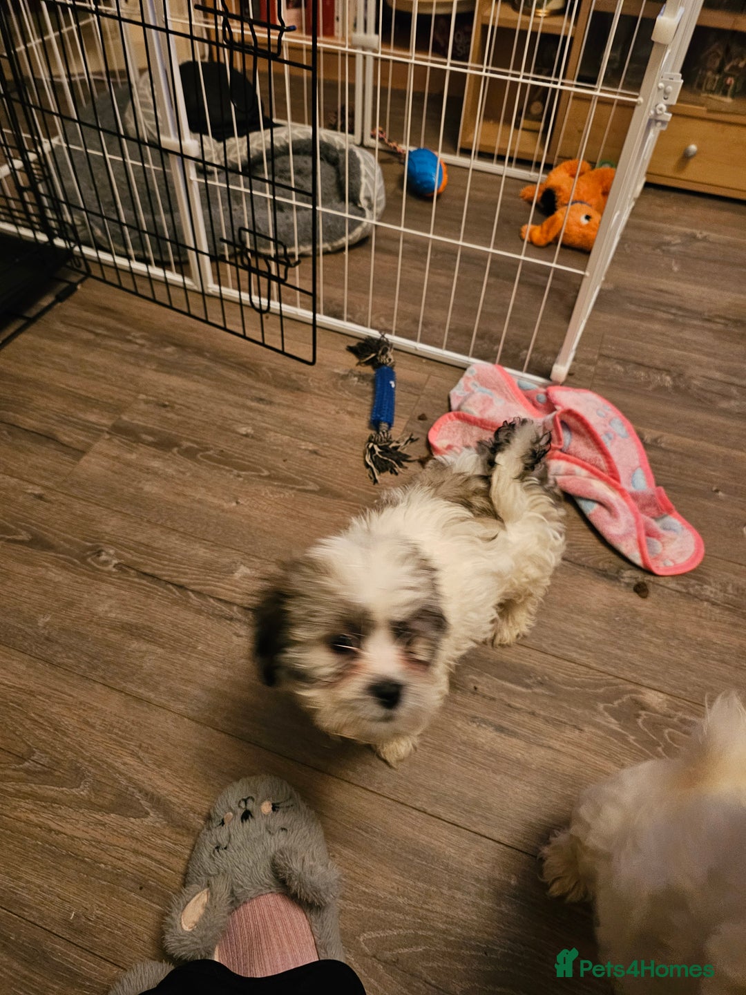 Malshi dogs for sale: Malshie  - Advert 6