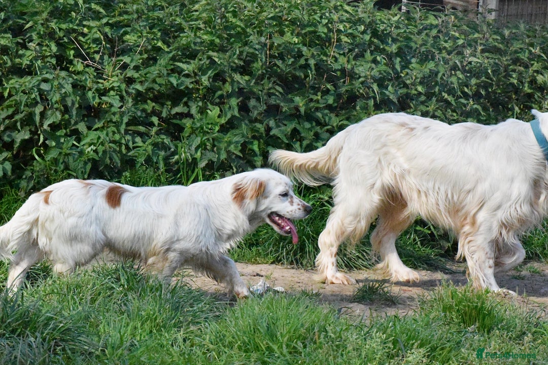 Mixed Breed dogs for adoption: Lilo  - Image 5