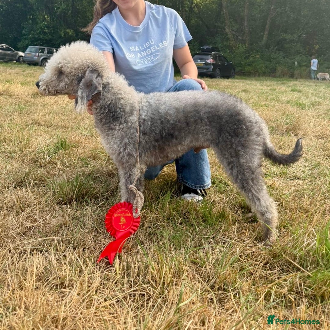 Mixed Breed dogs for sale: Stunning F1 Beddy Whippet Pups — Hearts Will Melt - Advert 4