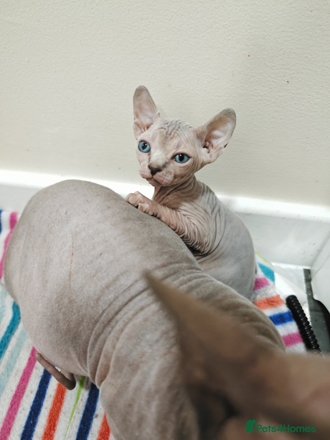 Sphynx cats for sale: Unique Elf, Sphynx & Dwelf Babies - Advert 11
