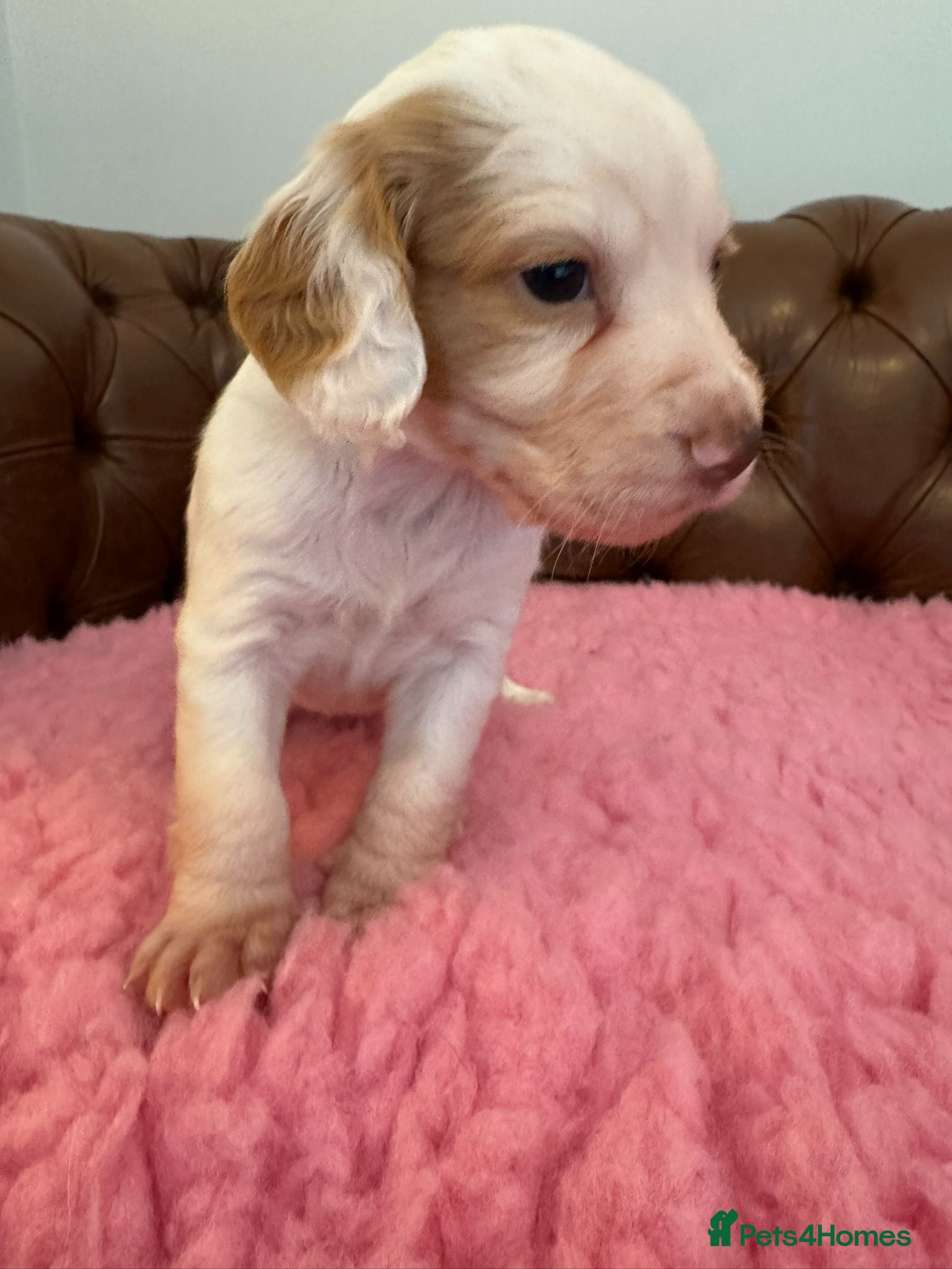 Cocker Spaniel dogs WCS Puppies from health tested KC Parents  - Advert 2