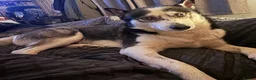 Siberian Husky dogs for sale: Puppies for sale - Advert 6