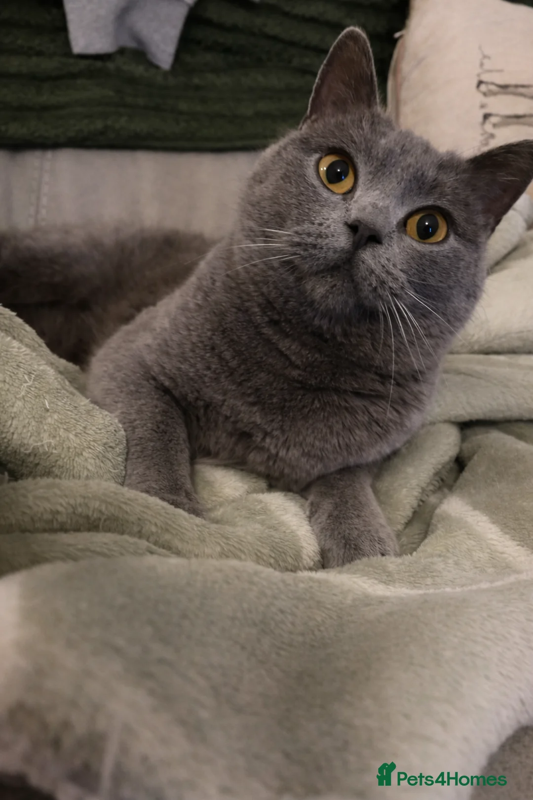British Shorthair cats for sale: Beautiful British Shorthair female  - Advert 4