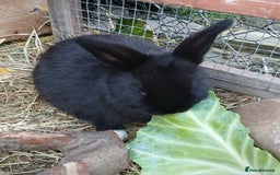 Mixed Breed rabbits for sale: 5 beautiful little rabbits - Image 2