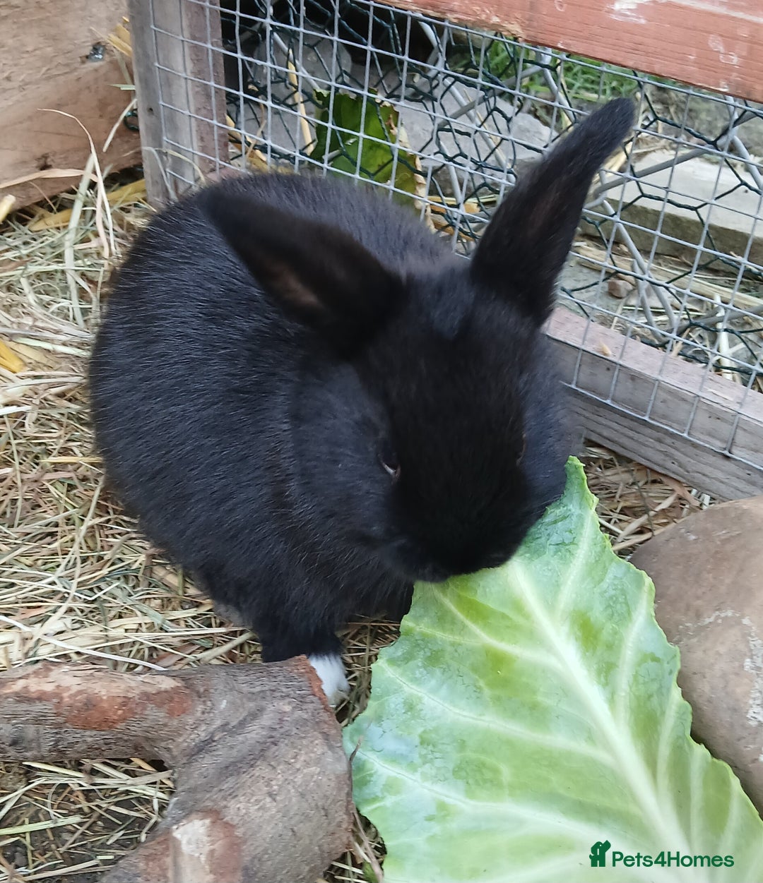 Mixed Breed rabbits for sale: 5 beautiful little rabbits - Image 2
