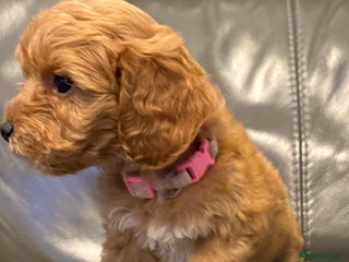 Cockapoo dogs F1 cockapoo puppies - Advert 13