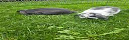 Mini Lop rabbits for sale: Mini lops, Grey & White, 2x Boys & 3x Girls - Advert 7