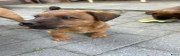 Lakeland Terrier dogs for sale: Lakeland puppies for sale in Builth Wells - Advert 9