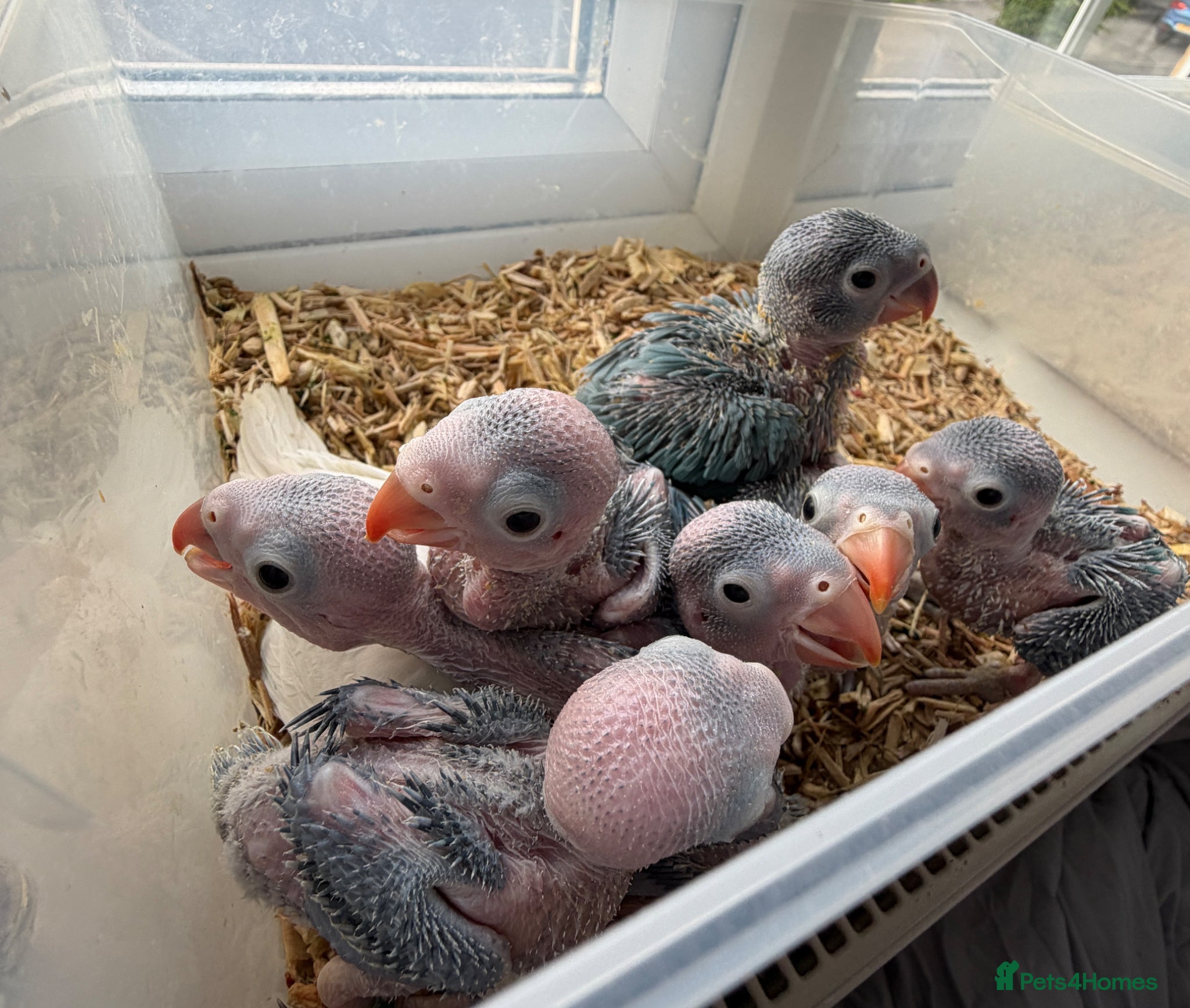 Ringnecks birds Beautiful Hand-Reared Baby Indian Ringnecks  - Advert 12