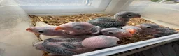 Ringnecks birds for sale: Beautiful Hand-Reared Baby Indian Ringnecks  - Advert 1