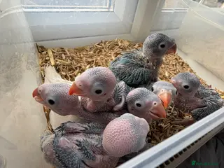 Ringnecks birds Beautiful Hand-Reared Baby Indian Ringnecks - Advert 1