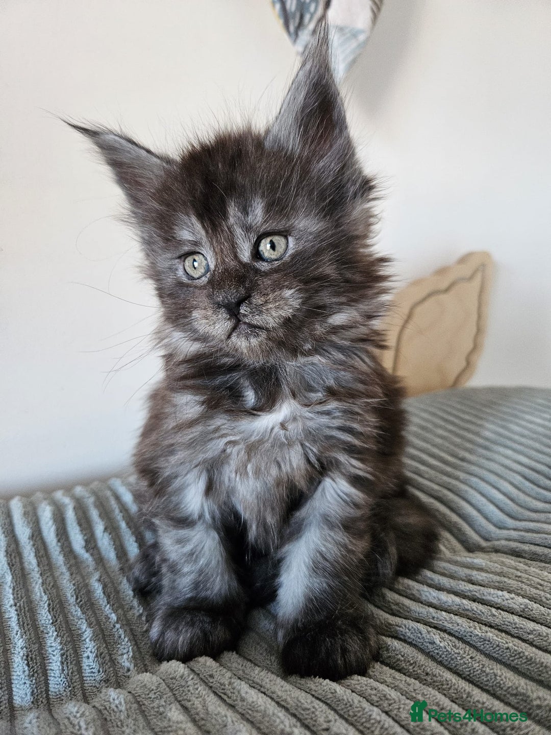 Maine Coon cats for sale: Maine coon kittens  - Advert 11