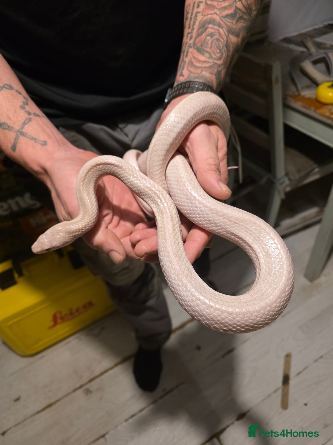 Corn Snake reptiles for sale: Adult Male Lavender Stripe - Advert 1