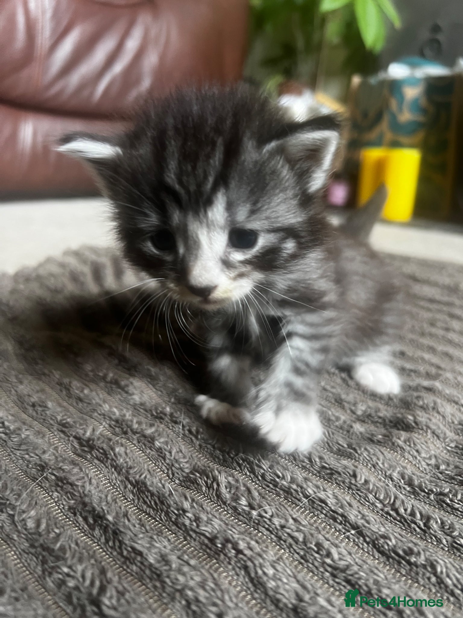 Mixed Breed cats for sale: Norwegian Forest x kittens - Advert 12