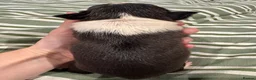 Boston Terrier dogs for sale: Kc reg Boston terriers - 1 stunning girl available - Advert 17