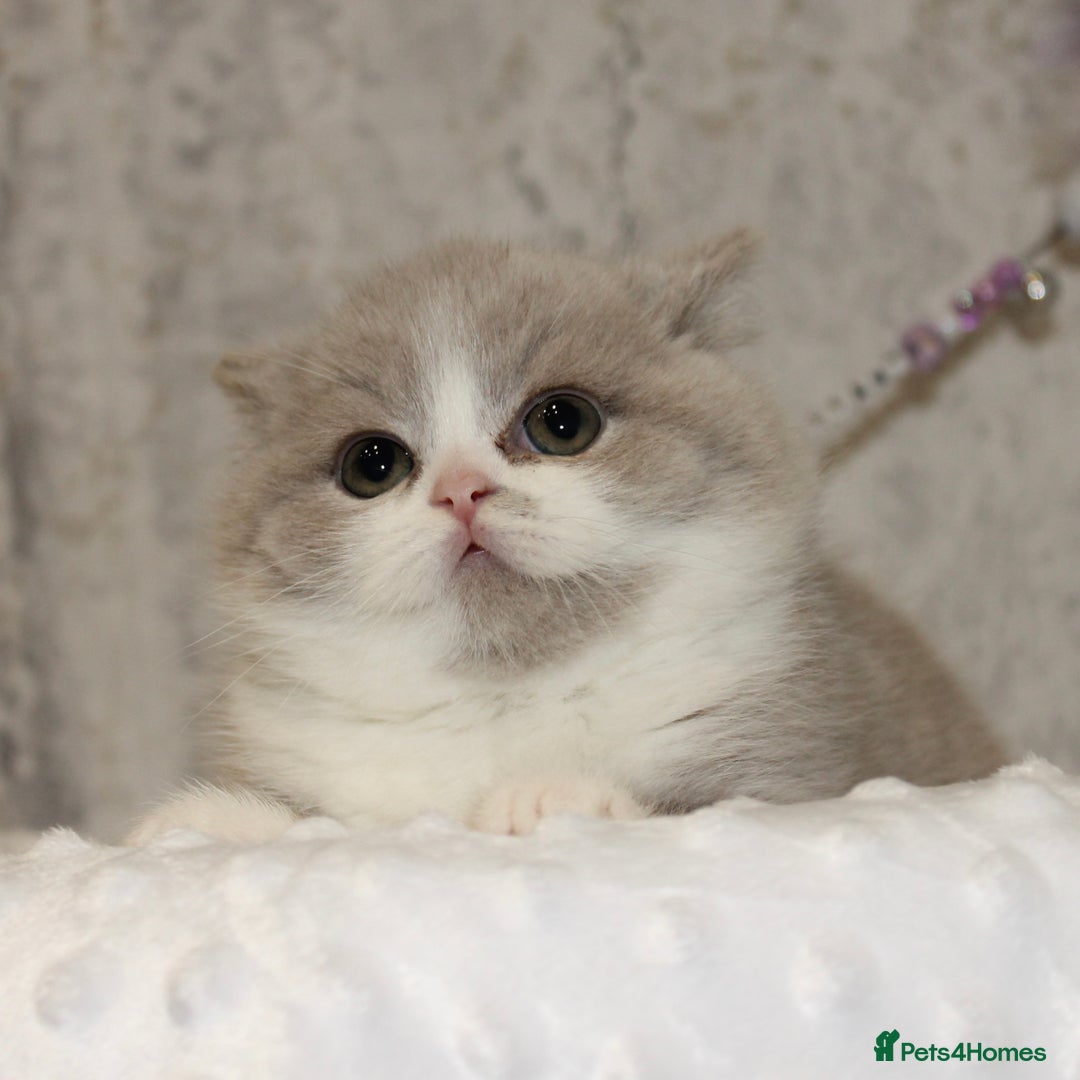 British Shorthair cats for sale: ✨ Gccf Champion Parents. Lilac bi colour male ✨ - Advert 20