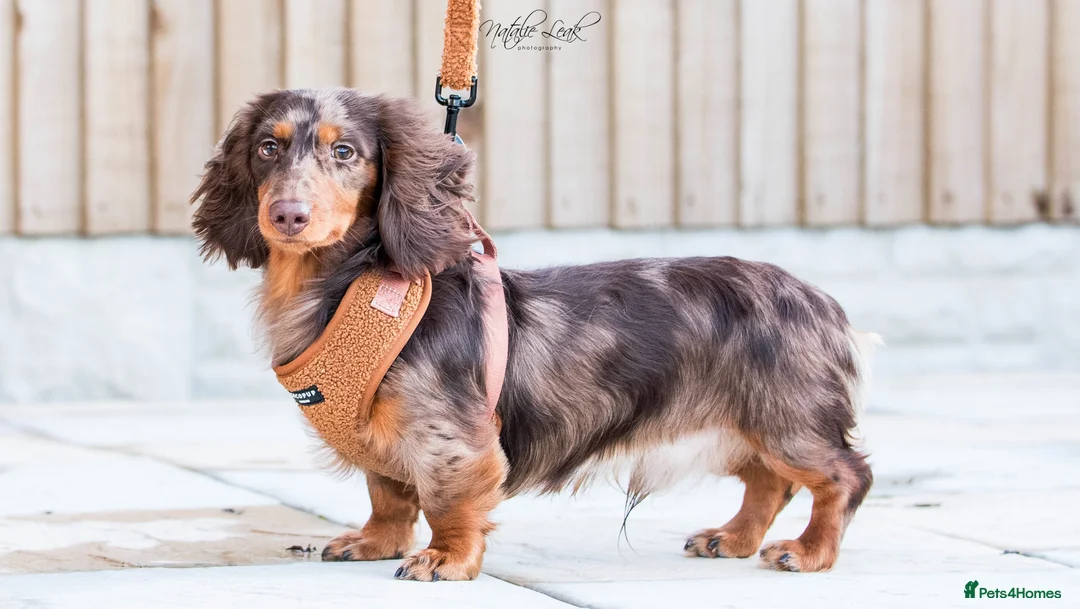 Dachshund dogs for stud: Isabella and tan miniature dapple  in Leeds - Advert 9