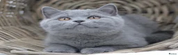 British Shorthair cats for sale: READY NOW REGISTERED CHUNKY BRITISH SHORTHAIRS - Advert 4